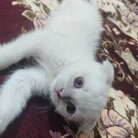 گربه اسکاتیش فولد دوماهه