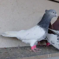 ۱۰ تا کبوتر باهم