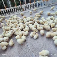 جوجه کارخانه ای|حیوانات مزرعه|اردکان, |دیوار