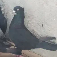 کبوتر زاغ کاکلی. زیر چونه سفید