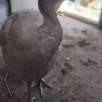 بوقلمون گوشتی معاوضه با مرغ خانگی