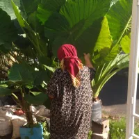 بابا آدم|گل و گیاه طبیعی|رحیم‌آباد, |دیوار