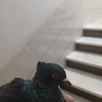 سیاه دم  سفید|پرنده|مبارکه, |دیوار