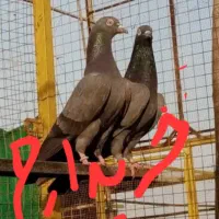 نیلا کمانگر