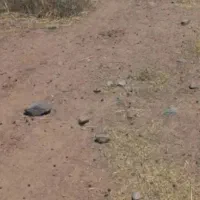 زمین در شهرک کرد ها