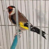 سیره قفسی نر بشرط معاوضه با قناری قناری
