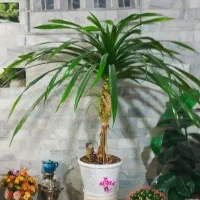 گل خانگی طبیعی بسیارزیبا و زنده