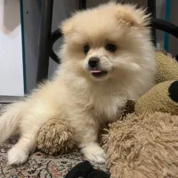 سگ پامر خرسی