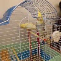 فروش دو عدد عروس هلندی