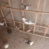 تعدادی غریبگیری خوب و نشون دار