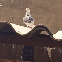 کفتر گرو|پرنده|ری, تقی آباد|دیوار