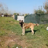 سگ سراب|سگ|رشت, آتشگاه|دیوار