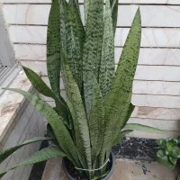 گل سانسوریا