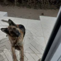 واگذاری سگ ژرمن|سگ|کبودرآهنگ, |دیوار