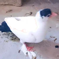 دو جفت جوجه کله دمبی همه رنگ