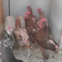 مرغ و خروس|حیوانات مزرعه|اصفهان, شیخ اشراق|دیوار