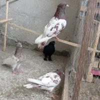 کبوتر کله سرخ و هفت رنگ
