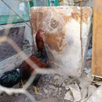 خورس لاری 5دانگ|حیوانات مزرعه|خوی, |دیوار