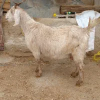 بز پاکستانی بشرط دوقلوزا