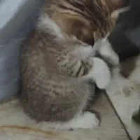 واگذاری گربه نژاد dsh|گربه|شهریار, کهنز|دیوار