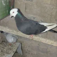 کبوتر تهرونی والمانی پرشی