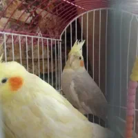 پرنده عروس هلندی|پرنده|کرج, حیدرآباد|دیوار