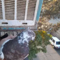 کفتر قلمکار|پرنده|ماهدشت, |دیوار