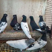 کله سیاه و کله الماسی و سینه سیا