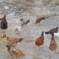 فروش مرغ وخروس  جوجه لاری