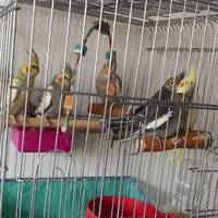 پرورش عروس هلندی|پرنده|همدان, |دیوار