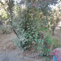 منزل ویلایی|فروش خانه و ویلا|جوین, |دیوار