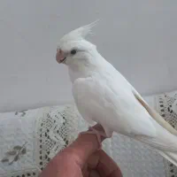 طوطی|پرنده|قم, انسجام|دیوار