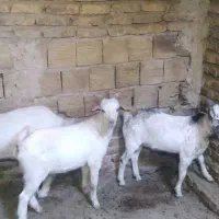 نر بز وبزغاله نر|حیوانات مزرعه|فریمان, |دیوار