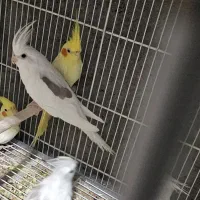 عروس هلندی تکخال ودوکت نر بالغ بندرلنگه