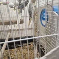 طوطی عروس مولد