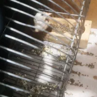 قناری پرتغالی معاوضه|پرنده|شیراز, گلشن|دیوار