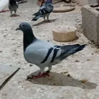 پلاکی و مچپر
