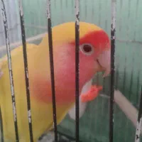 جفت کتوله اهلی|پرنده|بیرجند, |دیوار