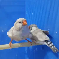 فنچ لپ سفید|پرنده|رشت, چله خانه|دیوار