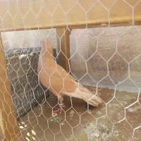 کفتر|پرنده|ری, سرتخت|دیوار