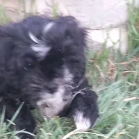 سگ اشپیتز 6 ماهه