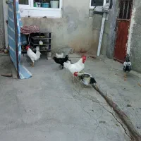 مرغ تخمگذار وخروس  مرغ مینیاتور تخمگذار