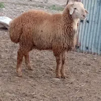 بره نر قوچی اصل دامازدخ مغانی فومن|حیوانات مزرعه|قشلاق دشت, |دیوار