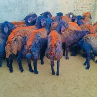 ۲۲  بره ماده پارسالی غزل افشار پای قوچ فروشی.. میش|حیوانات مزرعه|مشهد, طرق|دیوار