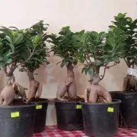 گلکده ی ارکیده...