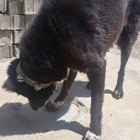 مشکی