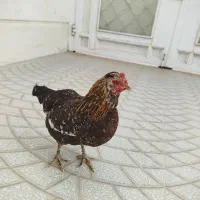 فروش مرغ تخم گذار