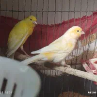 قناری جفت|پرنده|تویسرکان, |دیوار