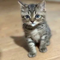 بچه گربه بریتیش