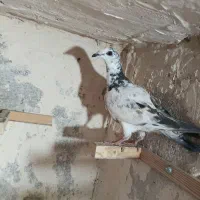 کفتر